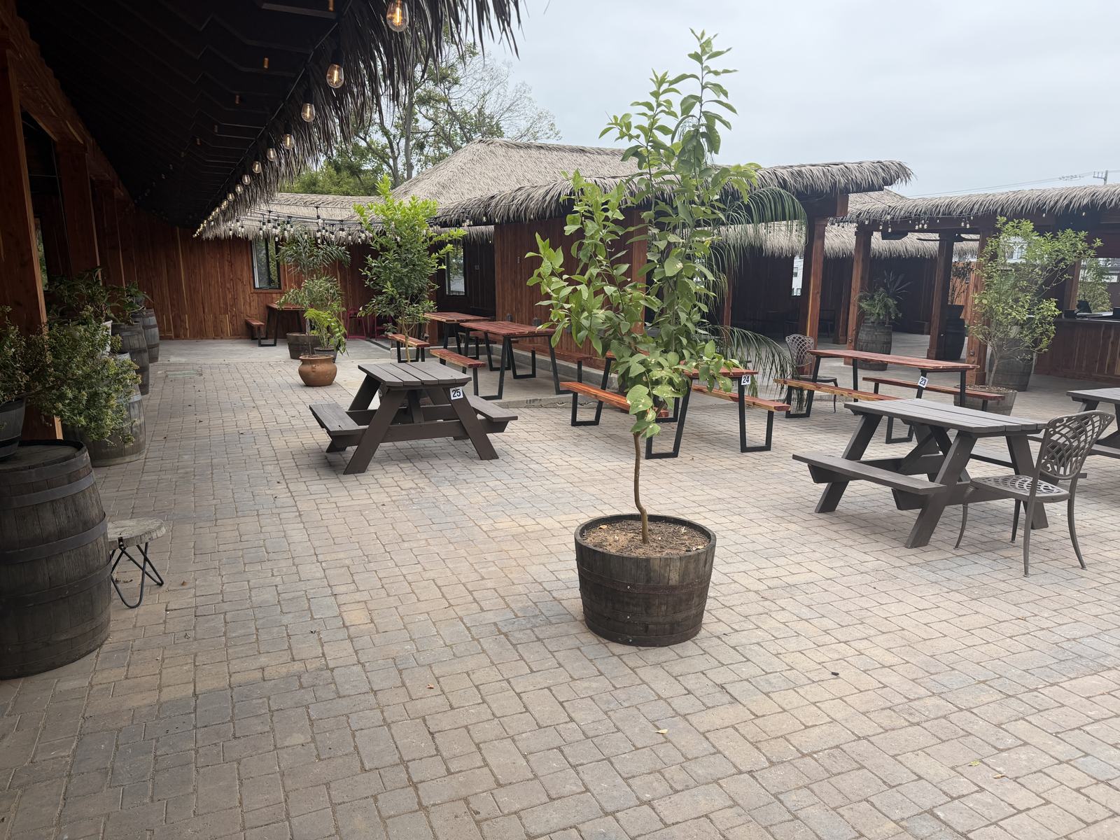 Citrus tree in a barrel planter on the permeable paver courtyard